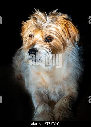 Portrait  of a Long Haired Parson Jack Russell terrier. Stock Photo