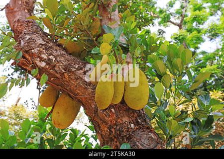 Pineapple fruit on a tree in a botanical garden, Sanya City, Hainan Province, China Stock Photo