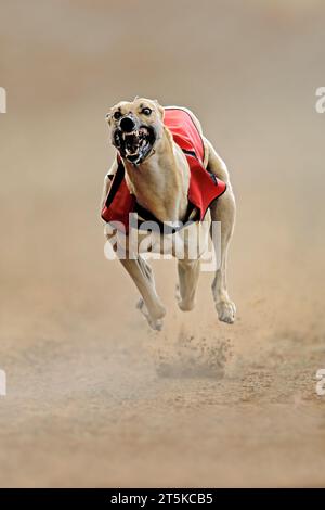 Sprinting greyhound at full speed during a dog track race Stock Photo