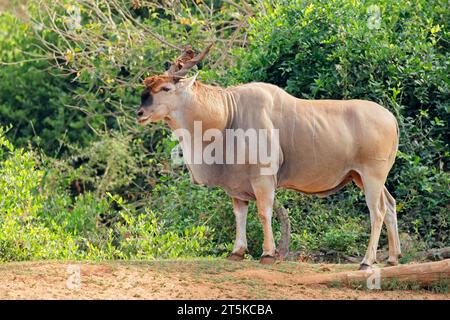 Big male eland antelope (Tragelaphus oryx) in natural habitat, Kruger National Park, South Africa Stock Photo