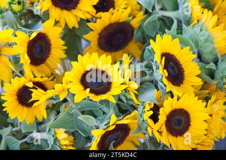Freshly Picked Selection of Organic Sunflowers on Display at the Outdoor Farmers Market. Stock Photo