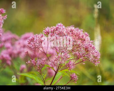 Eupatorium cannabinum, Commonly known as hemp-agrimony, or holy rope in bloom. Eupatorium blooms in the garden Stock Photo