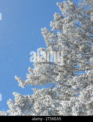 Selective focus view of fir branches with hoarfrost in snowy weather against the sky in vertical format Stock Photo