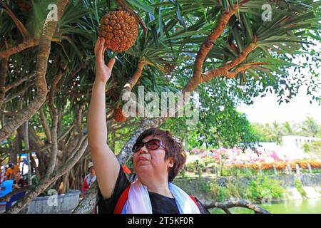 Sanya City, Hainan - March 31, 2019: A lady is picking jackfruit on Wuzhizhou Island，Sanya City, Hainan Province, China Stock Photo