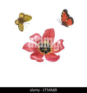 Watercolor flower tulip and butterflies. Floral botanical flower. Isolated illustration element. Watercolor illustration on white background. Watercolor floral composition from spring flowers. Floral elements on a white background for creating postcards and wedding invitations. Stock Photo