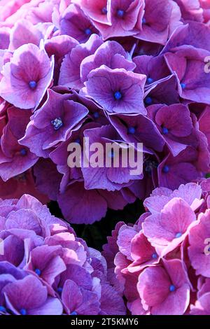 Beautiful violet and pink hydrangea or hortensia flower close up. Blooming Hydrangea macrophylla bushes. Artistic natural background. Flower in bloom Stock Photo