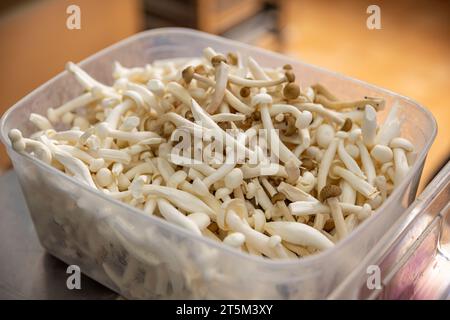 Plastic container brimming with fresh white enoki mushrooms. Stock Photo