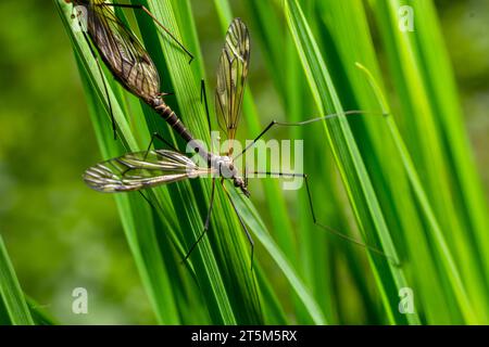 A crane fly Tipula maxima resting on a nettle leaf in early summer. Stock Photo