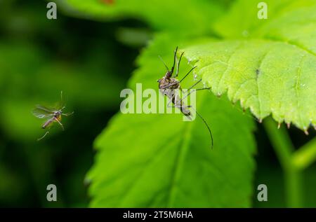 macro normal female mosquito isolated on green leaf. Stock Photo