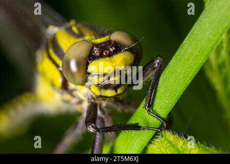 Larval dragonfly grey shell. Nymphal exuvia of Gomphus vulgatissimus. White filaments hanging out of exuvia are linings of tracheae. Exuviae, dried ou Stock Photo