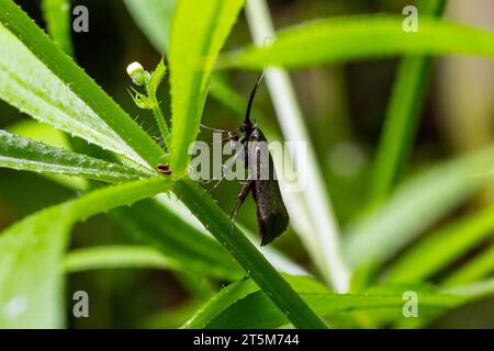 The Adelidae or fairy longhorn moths . Stock Photo
