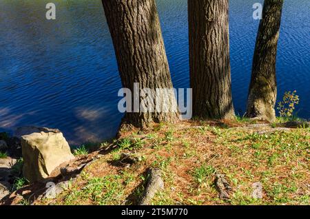 Quaker Lake Area at Allegany State Park in New York State Allegany State Park in New York State Stock Photo