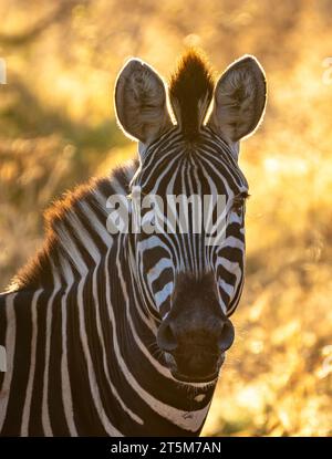 Wild Zebra Close Ups In Kruger National Park, South Africa Stock Photo 