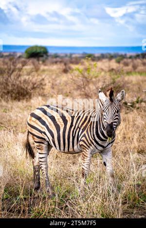 Wild Zebra Close Ups In Kruger National Park, South Africa Stock Photo 