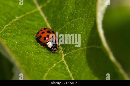 A close-up of a ladybug sitting on a green leaf Stock Photo