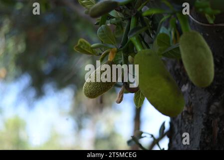 Jackfruit and jackfruit trees are hanging from a branch Stock Photo