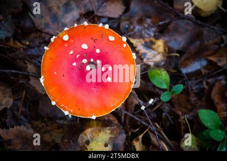 Fly Agaric in the New Forest, England - Amanita muscaria Stock Photo