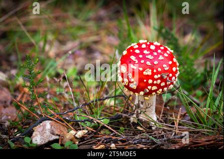 Fly Agaric in the New Forest, England - Amanita muscaria Stock Photo