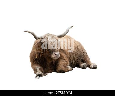 highlander cow on a transparent background Stock Photo