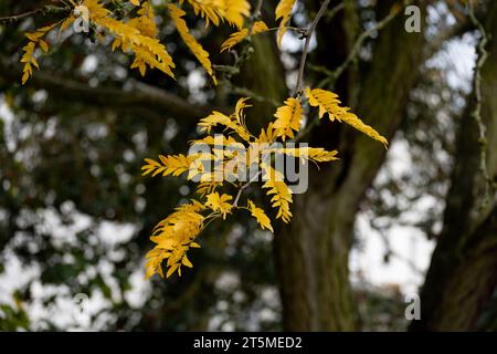 Honey Locust tree (Gleditsia triacanthos) autumn foliage, UK Stock Photo