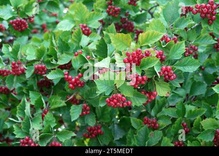 Red fruit of the hawthorn, commonly called hawthorn, quickthorn, thornapple, May-tree, whitethorn, hawberry. Stock Photo