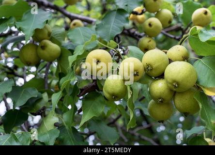 Ripe pears hang on a pear tree branch in the garden. Stock Photo