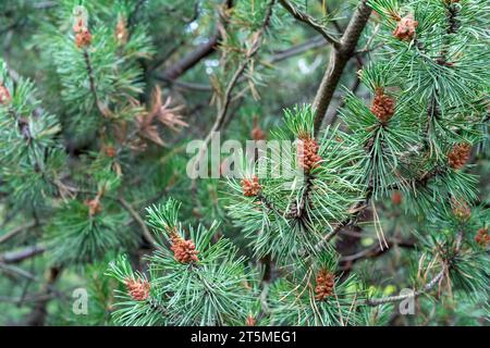 Young cedar cones on the branches. Stage of ripening of cedar cones. Stock Photo