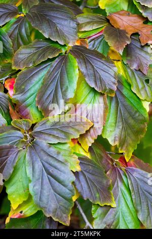 Parrotia, Foliage, Persian Ironwood, leaves, Parrotia persica 'Vanessa' Stock Photo