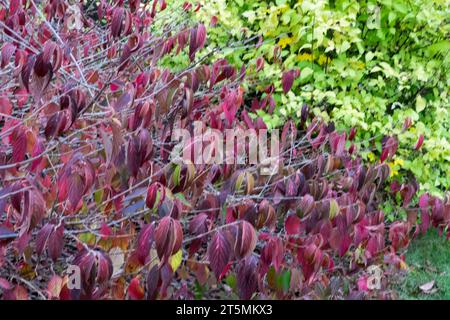 Viburnum plicatum 'Mariesii' in Autumn colour Stock Photo
