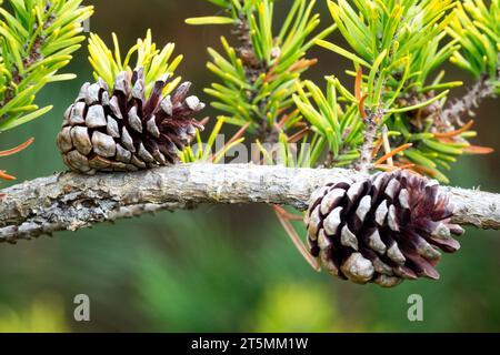 Cones on a branch, Jack Pine, Cone, Conifer, Pine, Pinus banksiana 'Schoodic' Stock Photo