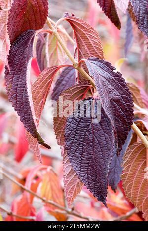 Autumn, dark, leaves, Viburnum plicatum Mariesii, Turn Red, Leaf, in, November, Plant Stock Photo