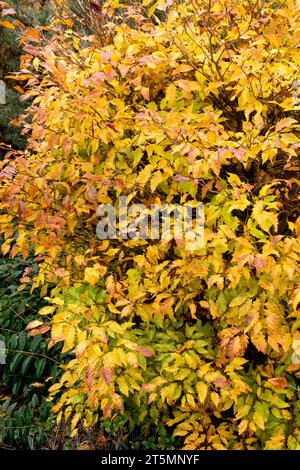 Beech tree turning yellow in autumn Fagus sylvatica Stock Photo - Alamy