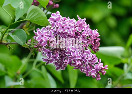 lilac Syringa vulgaris Sensation, single, rich purple-red flowers have a white edge to each petal, Stock Photo