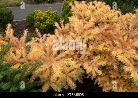 Needles, Conifer, Foliage, Autumn, Japanese Larch, Larix kaempferi 'Jarpren', dwarf, Tree in November garden Stock Photo