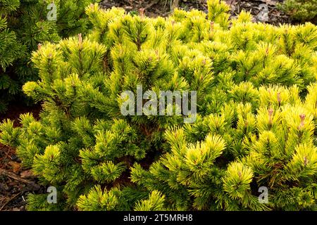 Mountain Pine, Pinus mugo 'Little Gold Star' or 'Little Goldstar' in autumn Stock Photo