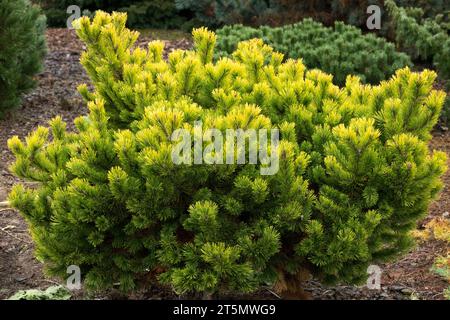Pinus mugo, Tree, Mugo pine, Mountain Pine, Coniferous, Pine, Garden, Yellow, Pinus mugo 'Little Gold Star' Stock Photo
