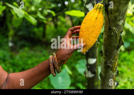 Closeup of a person touching a large, ripe yellow cocoa pod attached to the tree. Stock Photo