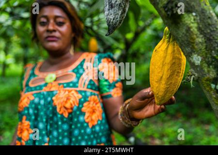 Middle age African woman in the cocoa field touches a ripe yellow pod attached to the tree. Stock Photo