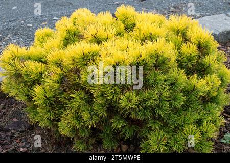Mountain Pine, dwarf, Pinus mugo, Tree, Pine, Yellow, needles Pinus mugo 'Piatra Crairului' Stock Photo