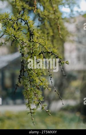 Fluffy fresh branches of larch. Close-up. Selective focus. Stock Photo