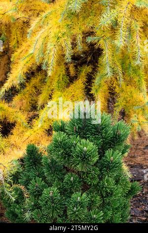 Mountain Pine, Pinus mugo 'Mutation', Coniferous, Foliage, Needles, autumnal, Japanese Larch in Garden Stock Photo