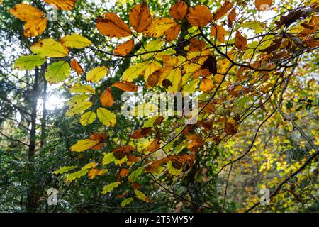 A canopy of Fall or Autumn leaves at Jesmond Dene public park in Newcastle upon Tyne, UK Stock Photo