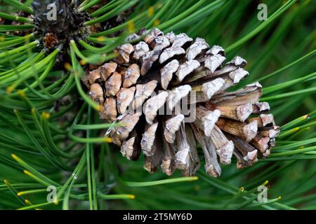 Bosnian Pine, Cone, Pinus heldreichii "Green" Stock Photo