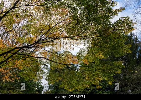 A canopy of Fall or Autumn leaves at Jesmond Dene public park in Newcastle upon Tyne, UK Stock Photo