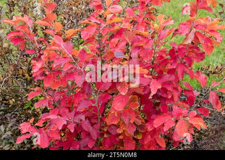 Ozark Witch Hazel, Hamamelis vernalis "Sandra", Autumn, Red, Shrub Stock Photo
