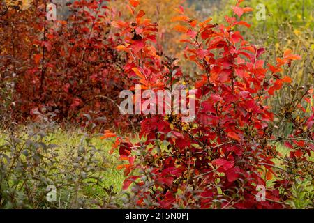 Turn Red, leaves, Garden, Red, Foliage, Shrub, Autumn, Deciduous, Ozark Witch Hazel, Hamamelis vernalis 'Sandra' Stock Photo