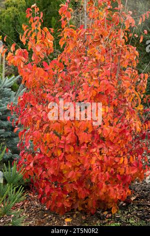 Autumn, Foliage, Irontree, Parrotia persica 'Persian Spire', Shrub in Garden Stock Photo