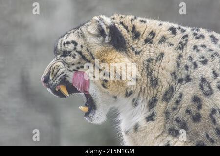 Snow Leopard, (Panthera uncia), licking with open mouth, side view Stock Photo