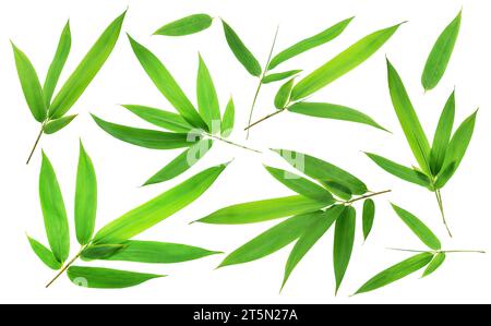 Collection of bamboo leaves and bamboo branches on white background. File contains clipping paths. Stock Photo