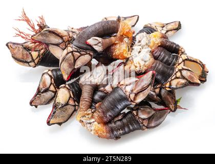 Raw goose barnacles close up isolated on white background. Stock Photo